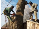 Удаление и обрезка деревьев