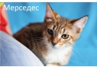 Четверо заводных котят в дар