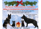 Щенки немецкой овчарки рабочего разведения